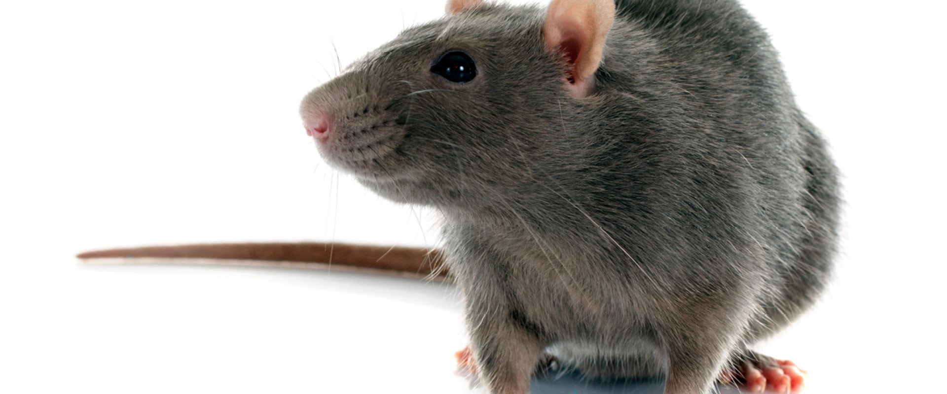 What is the most effective rodent control?