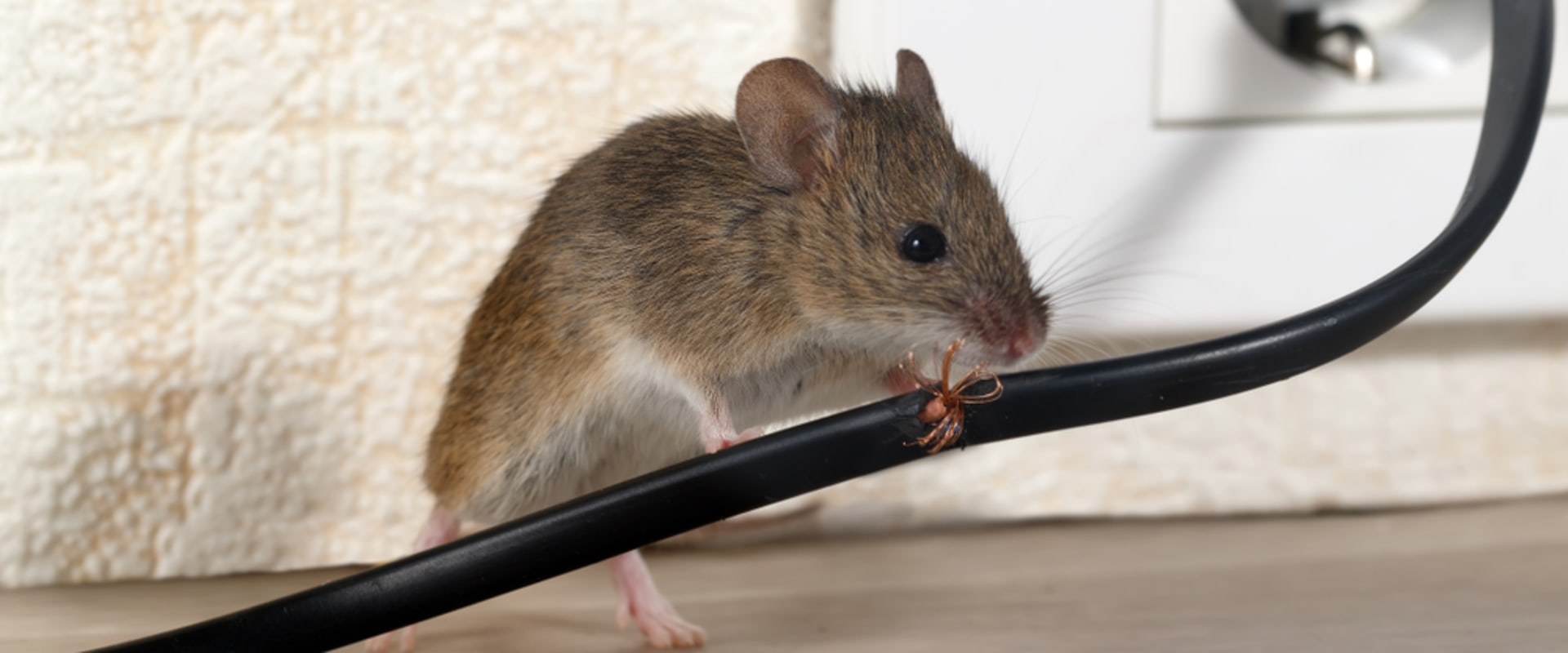 Keeping Your Home Safe: Rat Control Measures In Rocklin And Rodent Removal