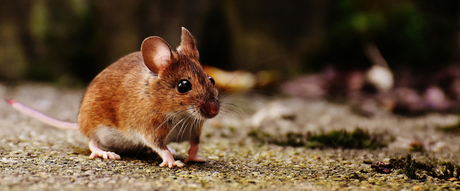 Why Choosing Local Pest Control In Charleston Is Key For Rodent Removal Success