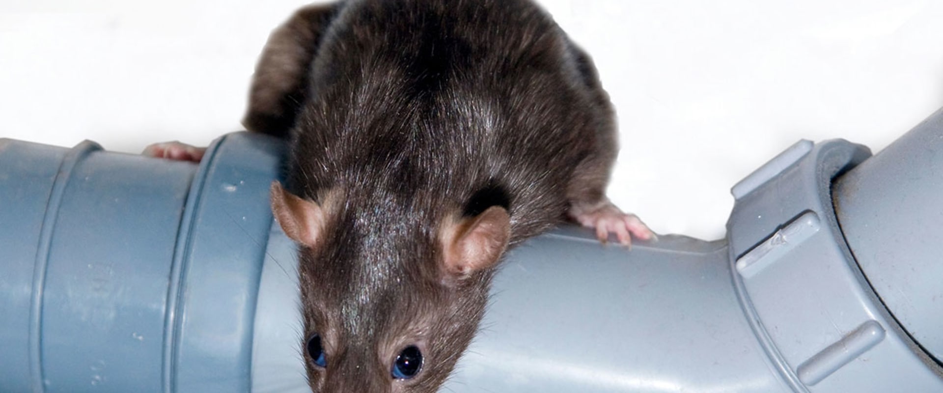 Ensuring A Safe Home Environment With Rodent Removal And Extermination Services In Las Vegas