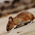 Effective Rodent Control Services: Fayetteville, Georgia's Solution To Rodent Removal