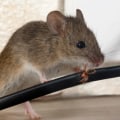 Keeping Your Home Safe: Rat Control Measures In Rocklin And Rodent Removal