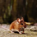 Why Choosing Local Pest Control In Charleston Is Key For Rodent Removal Success