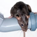 Ensuring A Safe Home Environment With Rodent Removal And Extermination Services In Las Vegas