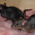 What are 3 ways to effectively control rodents?