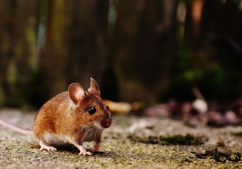 Why Choosing Local Pest Control In Charleston Is Key For Rodent Removal Success